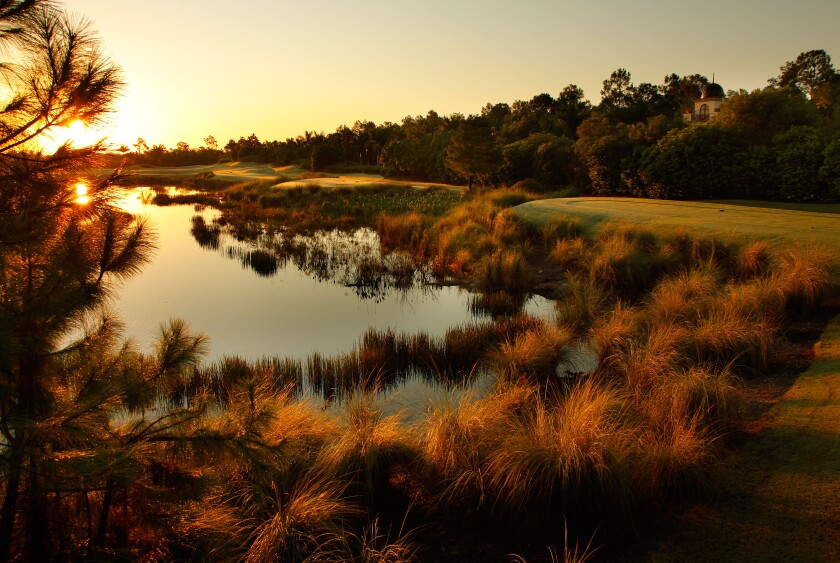 Olde Cypress