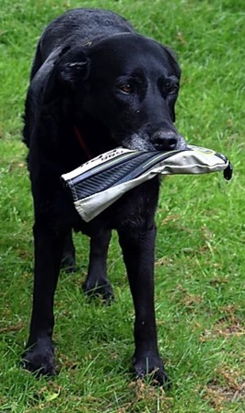 Alistair Tait dog Izzy