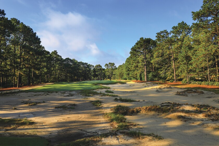 Pine Needles.jpg