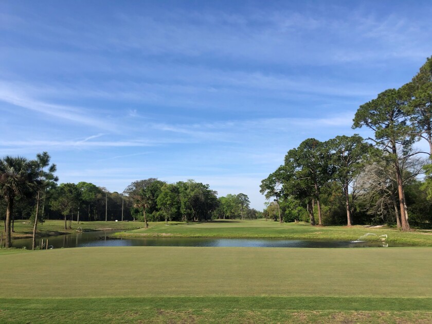 Blue Cypress
